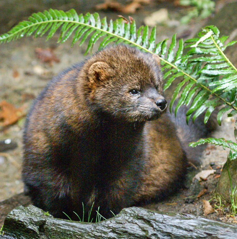 A brown furry forest creature stands under a fern branch.