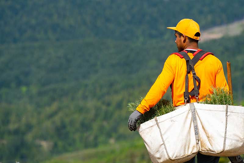 A man in an orange shirt and hat looks out over a forested landscape, while carrying a large bag of seedlings to plant.